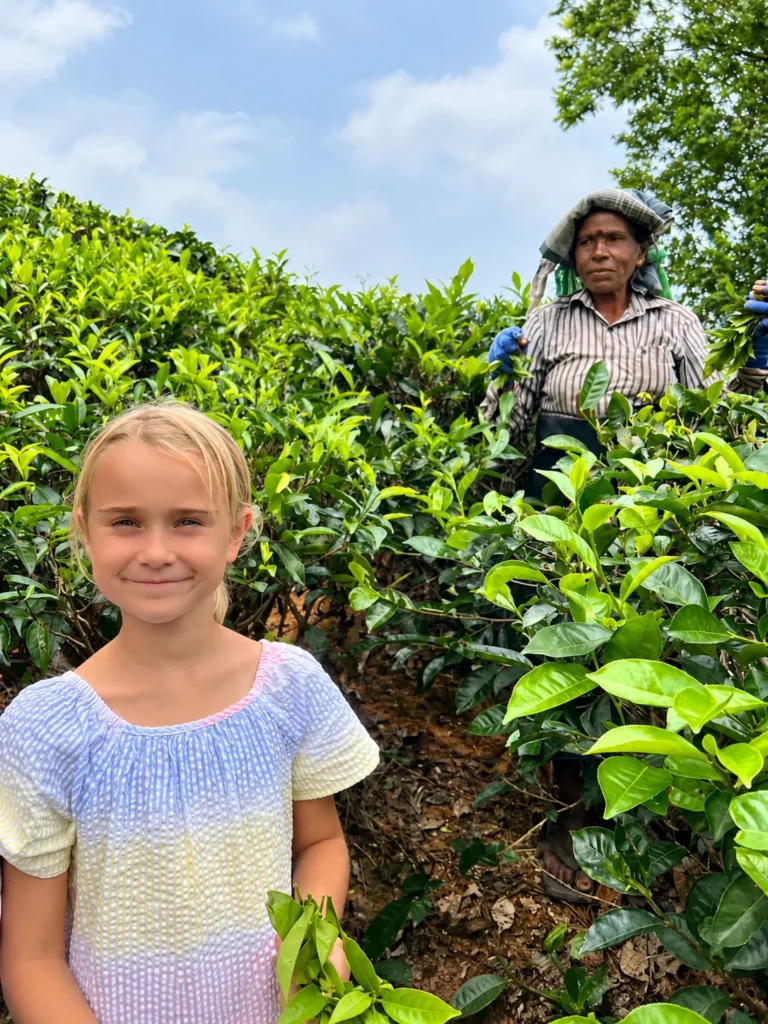 Tea picking on a tea plantation in Ella, Sri Lanka with kids.